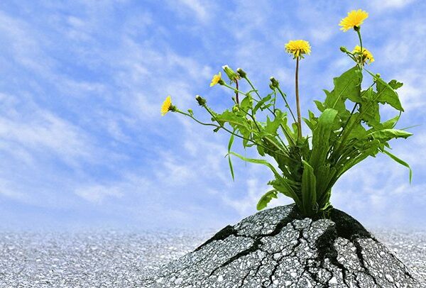 Sustainability